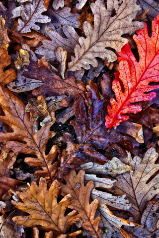 320x480 wallpaper Oak leaves, fall, autumn, 4k