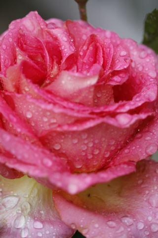 320x480 wallpaper Rose, pink, water drops, close up