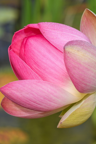 320x480 wallpaper Lotus, pink flower, close up