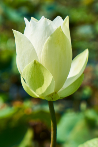 320x480 wallpaper White lotus, bud, flower, blur, 5k