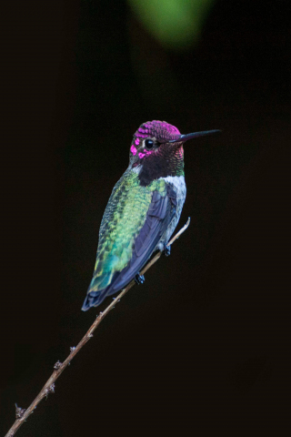 320x480 wallpaper Hummingbird, bird, close up, 4k