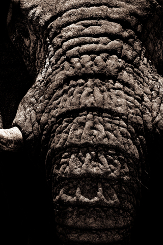 320x480 wallpaper Elephant, muzzle, tusks, trunk, dark, 4k