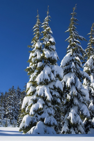 320x480 wallpaper Winter, blue sky, trees, snowfall