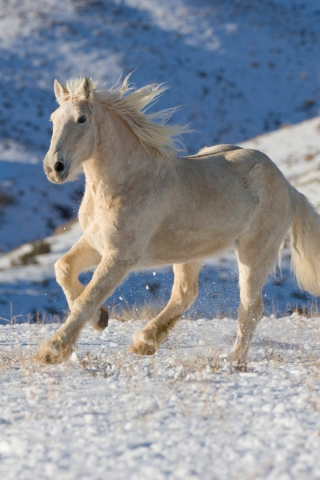 320x480 wallpaper White horse, run, landscape, animal, practice