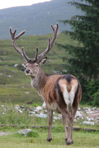 320x480 wallpaper Deer, animal, horns, 5k