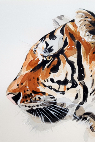 320x480 wallpaper Tiger, predator, muzzle, art