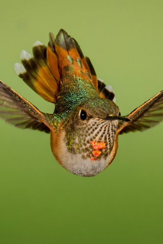 320x480 wallpaper Flight, close up, hummingbird