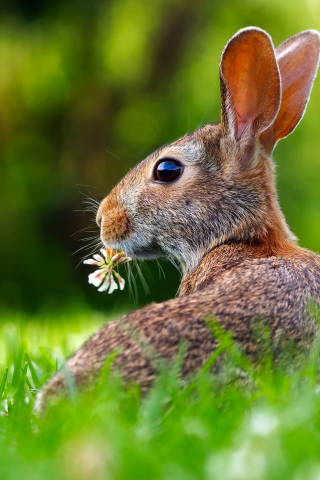 320x480 wallpaper Cute bunny, eating, rabbit, grass