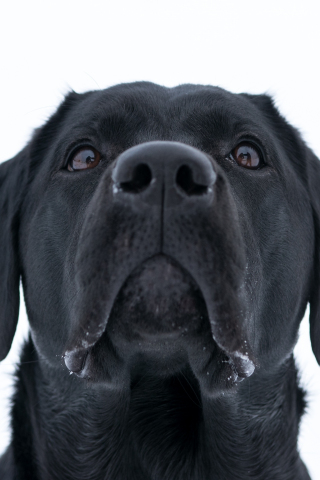 320x480 wallpaper Dog, Labrador Retriever, black, muzzle, 4k