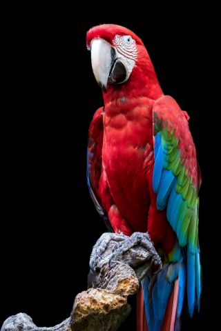 320x480 wallpaper Macaw, red green parrot, bird, portrait