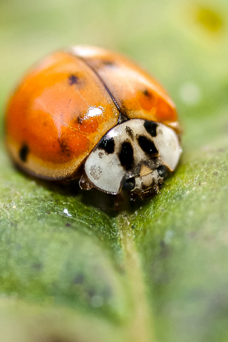 320x480 wallpaper Ladybug, insect, leaf, macro