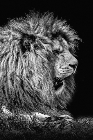 320x480 wallpaper Lion, furry, predator, muzzle, monochrome