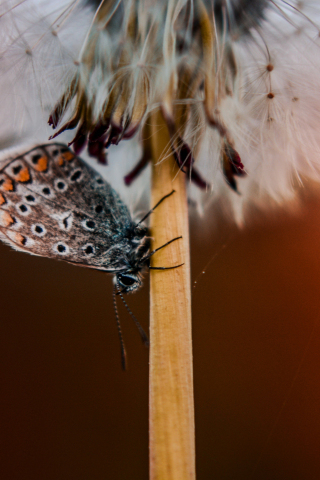320x480 wallpaper Butterfly, dandelion, close up, 5k