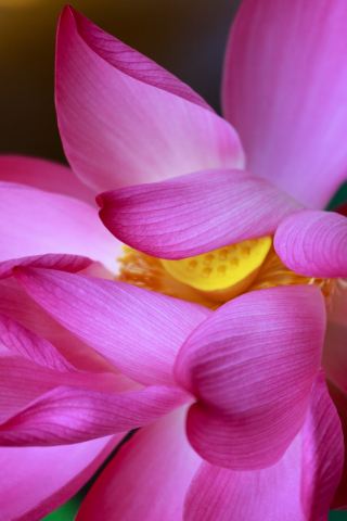 320x480 wallpaper Lotus, pink flowers, close up, petals, bloom, 5k
