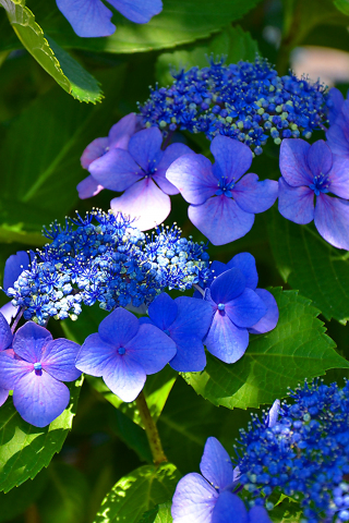 320x480 wallpaper Hydrangea, blue flowers, blossom, leaves