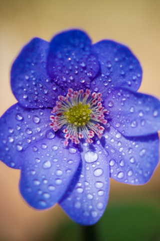 320x480 wallpaper Blue flower, 4k, water drops, portrait