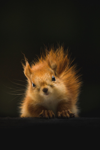 320x480 wallpaper Cute, red rodent, squirrel, 5k