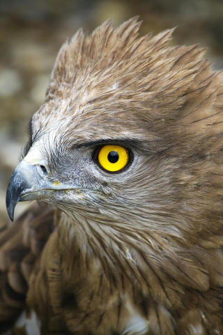 320x480 wallpaper Eagle, predator, muzzle, feathers