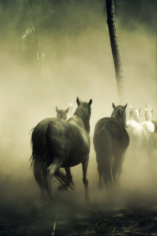 320x480 wallpaper Horses, herd, run, forest, fog, 4k