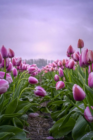 320x480 wallpaper Flowers, blossom, pink tulips, farm