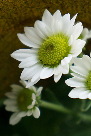 320x480 wallpaper Spring, white daisy, close up