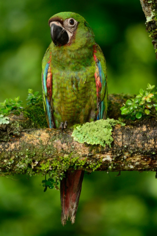 320x480 wallpaper Green macaw, bird, tree branch, parrot