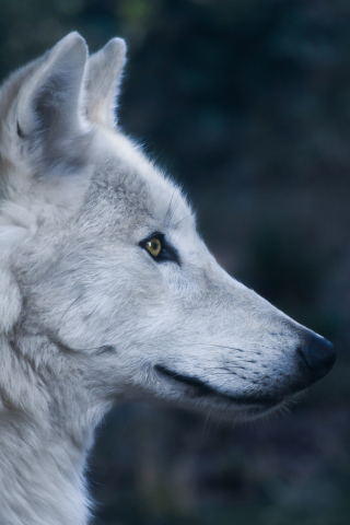 320x480 wallpaper Wolf, predator, animal, muzzle, 5k