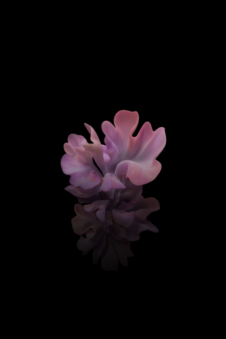 320x480 wallpaper Pink flower, stock