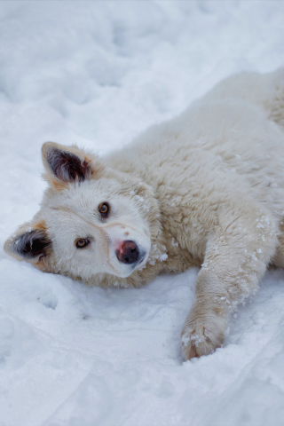320x480 wallpaper White dog, lying down, winter, 5k