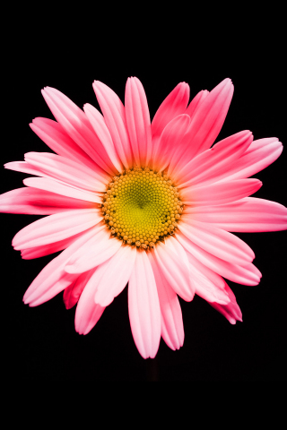 Hoa cúc tượng trưng cho sự tươi mới, sự trong sáng và tình yêu. Xem hình ảnh liên quan đến từ khóa này để chứng kiến sức mạnh và vẻ đẹp của loài hoa này.