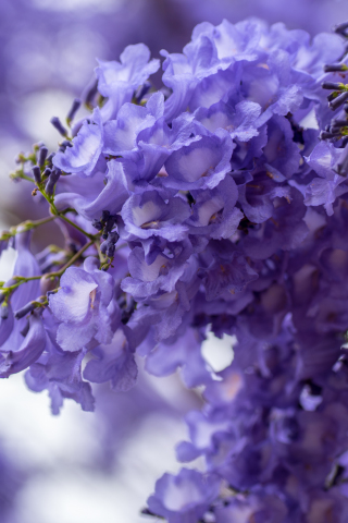 320x480 wallpaper Blossom, purple white flowers, spring, 5k