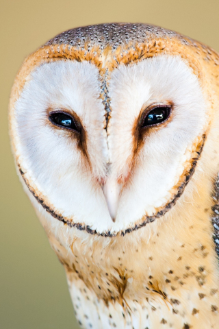 320x480 wallpaper Barn owl, close up, muzzle, predator