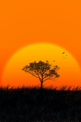 320x480 wallpaper Sunset, sun, tree, silhouette