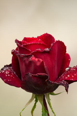 320x480 wallpaper Rose, red bud, water drops, 4k