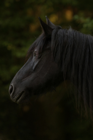 320x480 wallpaper Black horse, muzzle, animal, 5k