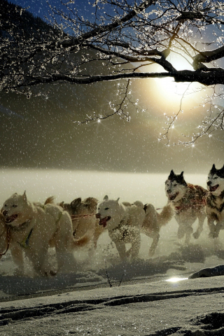 320x480 wallpaper Dogs, run, winter, outdoor, 4k