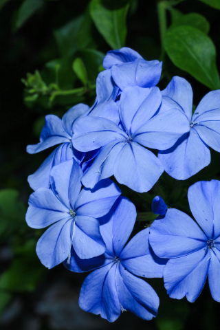320x480 wallpaper Blue flower, leaves, garden, 5k