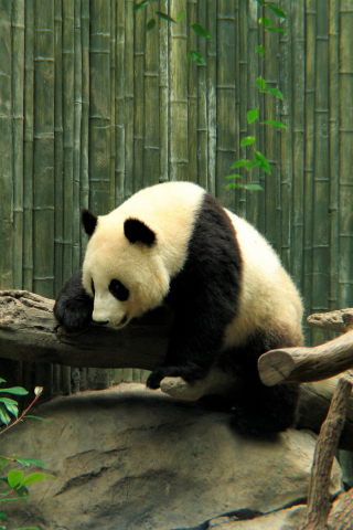 320x480 wallpaper Wild animal, panda, spots, zoo