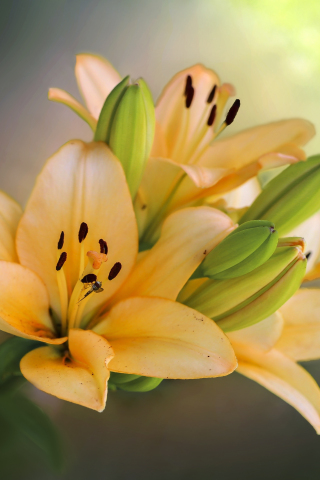 320x480 wallpaper Yellow flowers, buds, blooming, portrait