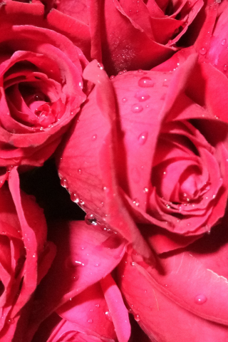 320x480 wallpaper Bunch of roses, red flower, drops, 4k