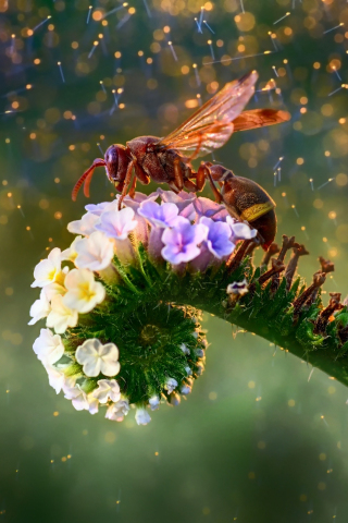 320x480 wallpaper Bokeh, wasp, insect, flowers