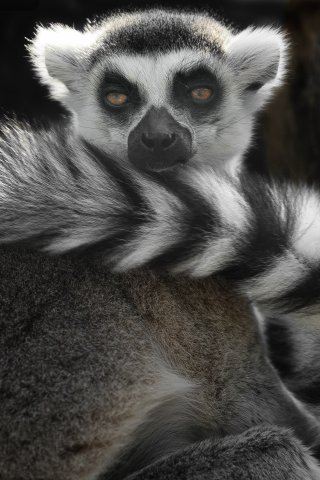320x480 wallpaper Ring-tailed lemur, wild animal, 4k