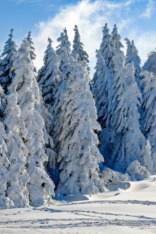 320x480 wallpaper Wintry season, day, snow on trees, landscape, 4k