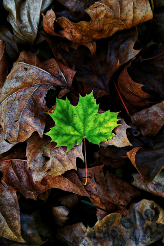 320x480 wallpaper Leaf, maple, autumn
