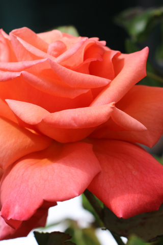 320x480 wallpaper Orange Rose, bud, flowers, petals