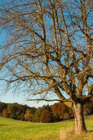 320x480 wallpaper Tree, park, autumn, landscape