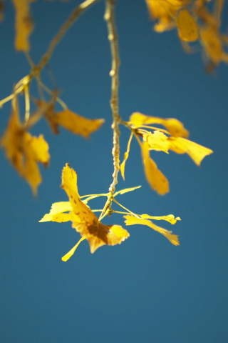 320x480 wallpaper Yellow leaves, tree branch, autumn