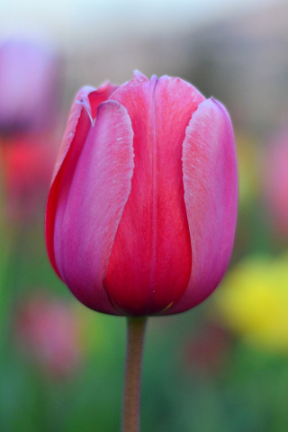 320x480 wallpaper Bud, tulip flower, pink, blur