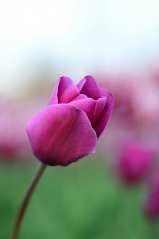320x480 wallpaper Pink tulip bud, flower, blur