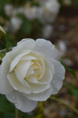320x480 wallpaper White rose, flower, dew drops, morning